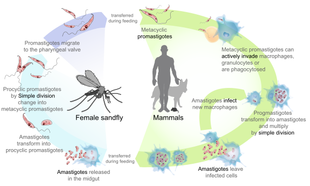 Leishmaniasis