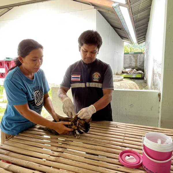 ฉีดวัคซีนโรคพิษสุนัขบ้า ตามโครงการรณรงค์ป้องกันโรคพิษสุนัขบ้า 
