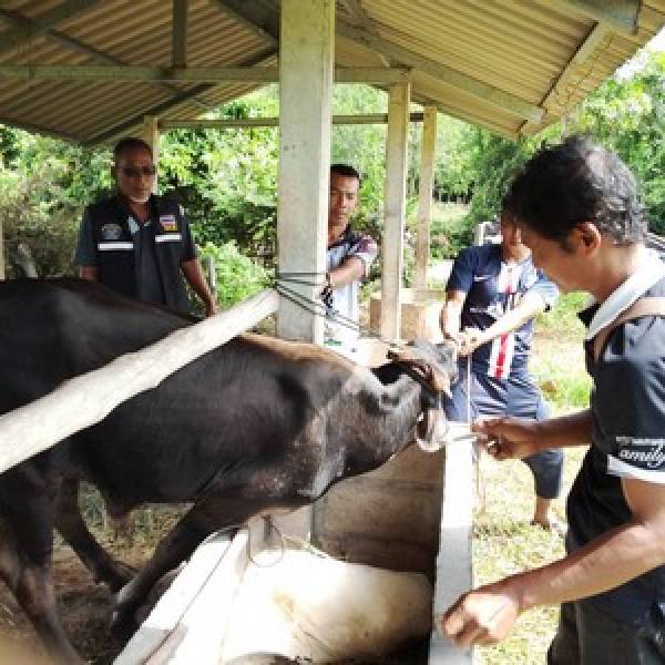 ปศุสัตว์อำเภอโคกโพธิ์ ฉีดวัคซีนป้องกันโรคปากและเท้าเปื่อย (FMD)