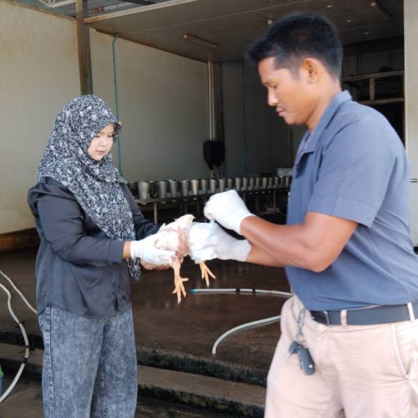 เก็บตัวอย่าง cloacal swab สัตว์ปีก โครงการ เฝ้าระวังโรคไข้หวัดนกเชิงรุกเเบบบูรณาการของประเทศไทย 