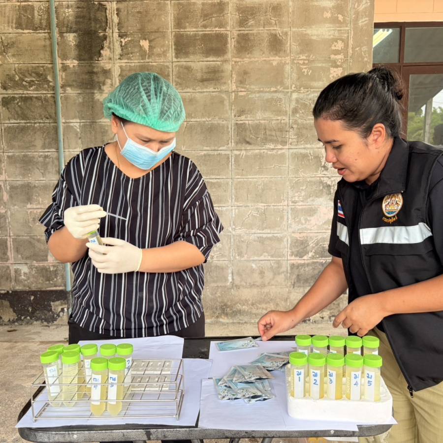 สนง.ปศข. 9 ตรวจรับรองพืชอาหารสัตว์อินทรีย์ และสุ่มตรวจสารเร่งเนื้อแดงในฟาร์มสุกร กิจกรรมแก้ไขปัญหาการใช้สารเร่งเนื้อแดงในพื้นที่ จ.สตูล