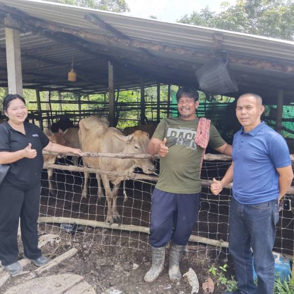 สำนักงานปศุสัตว์จังหวัดสตูล ติดตามโคโครงการธนาคารโค - กระบือ เพื่อเกษตรกร ตามพระราชดำริ 