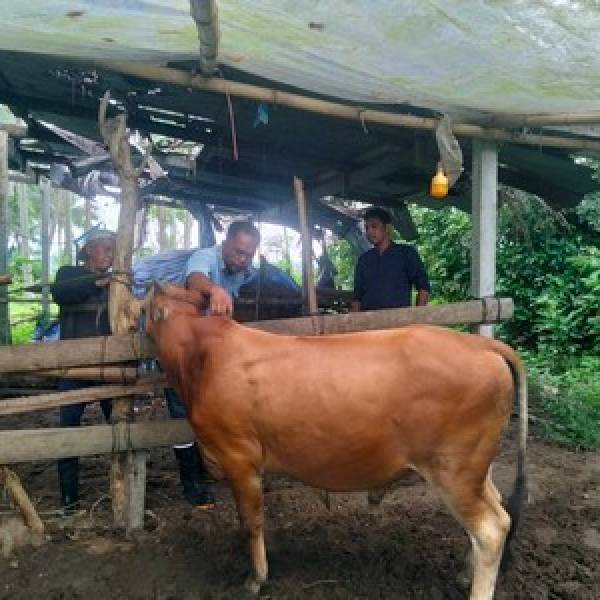 สนง.ปศอ.ปะนาเระป้องกันโรคปากและเท้าเปื่อย (FMD) ให้แก่โคเกษตรกรในพื้นที่