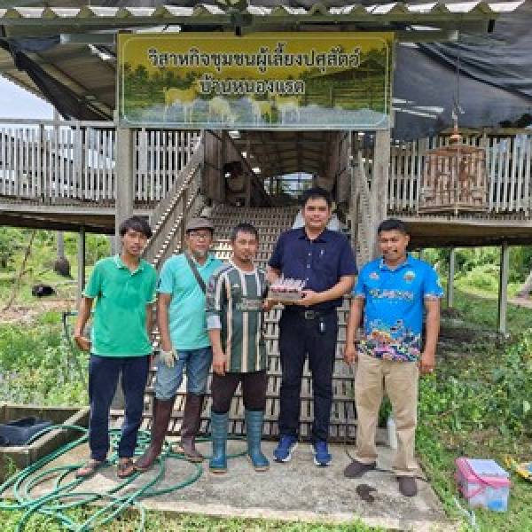 สนง.ปศอ.ยะหริ่งดำเนินการเจาะเลือดแพะเพื่อต่ออายุ ใบรับรองฟาร์มปลอดโรคบรูเซลลา ระดับ A  