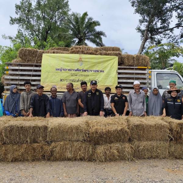 หญ้าอาหารสัตว์พระราชทาน พระบาทสมเด็จพระเจ้าอยู่หัว