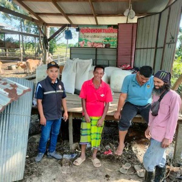 ปศุสัตว์อำเภอเมืองปัตตานี มอบอาหารสัตว์และตรวจเยี่ยมกลุ่มเกษตรกรผู้เลี้ยงสัตว์โครงการโคบาลชายแดนใต้เพื่อฟื้นฟูสุขภาพสัตว์