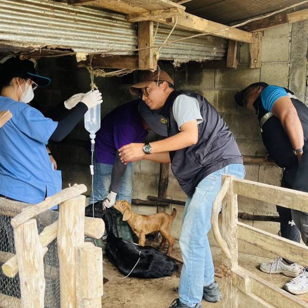 บริการรักษาสัตว์ ฟื้นฟูสุขภาพสัตว์หลังได้รับผลกระทบจากอุทกภัยในพื้นที่อำเภอละงู