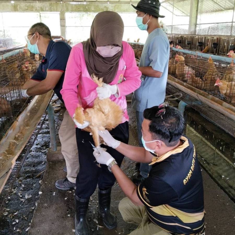 สนง.ปศข.9 เก็บตัวอย่างซีรั่มไก่ เพื่อส่งตรวจทางห้องปฏิบัติการโครงการสำรวจระดับภูมิคุ้มกันโลกในไก่ภายหลังที่ได้รับวัคซีนป้องกันโรคนิวคาสเซิล ประจำปีงบประมาณ พ.ศ.2569