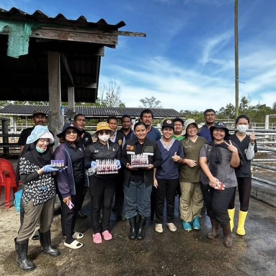 สนง.ปศข. 9 เข้าร่วมการเก็บตัวอย่างเลือดในโคเพื่อทดสอบโรคประจำปี ณ ศูนย์วิจัยและบำรุงพันธุ์สัตว์เทพา อำเภอเทพา จังหวัดสงขลา