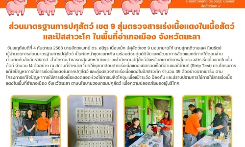 🌻ส่วนมาตรฐานการปศุสัตว์ เขต 9 สุ่มตรวจสารเร่งเนื้อแดงในเนื้อสัตว์และปัสาวะโค ในพื้นที่อำเภอเมือง จังหวัดยะลา🌻